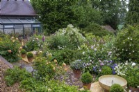 View from the house down to the terrace where a bubbling bowl water feature is flanked by box balls, pots of violas, hardy geraniums, foxgloves and roses. On left, weeping standard rose 'Rambling Rector'.