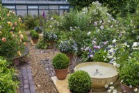 A bubbling bowl water feature is flanked by box balls, pots of violas, hardy geraniums, foxgloves and roses. At the back, a  weeping standard 'Rambling Rector'.