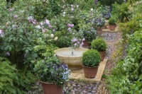 A bubbling bowl is flanked by box balls, pots of violas, hardy geraniums, foxgloves and roses.