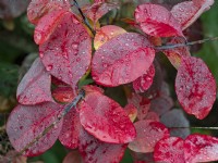 Rain drops on the foliage of Cotinus coggygria - Smoke Bush