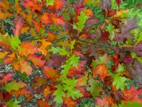 Quercus texana - Texas Red Oak leaves in Autumn