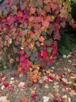 leaves of Vitis coignetiae - Crimson Glory Vine 
