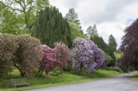 View across driveway bordered by Victorian Rhododendrons and Taxus baccata 'Fastigiata'. Spring. 