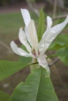 Magnolia tripetala -umbrella tree - May