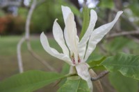 Magnolia tripetala - umbrella tree - May
