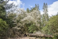 Victorian Arboretum with flowering Magnolia kobus syn. northern japanese magnolia tree, mokryeon, kobushi magnolia. 

Recently-fallen trunks of Chamaecyparis pisifera 'Plumosa'.