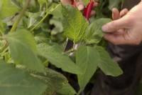 Taking softwood cuttings of Salvia confertifolia in autumn - taking cutting just below the node