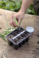 Taking softwood cuttings of Salvia leucantha in autumn - dipping in hormone rooting powder and inserting into reused plant plug tray