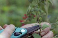 Salvia darcyii cutting - removing flower bud