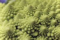 Brassica oleracea botrytis 'Celio' Romanesco Broccoli