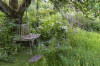 An elderly apple tree is embraced by a tree seat, overlooking a shady area planted with Centaurea montana, ragged robin and Rosa 'Kew Gardens'.