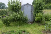 In the kitchen garden, a garden shed is flanked by fruit trees.