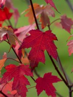 Acer rubrum  Fairview Flame Autumn foliage Late October