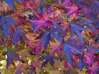 Liquidambar styraciflua - Sweet gum autumn leaves  changing colour
