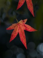 Liquidambar styraciflua single leaf hanging on  autumn late October