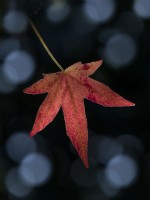 Liquidambar styraciflua single leaf hanging on  autumn late October
