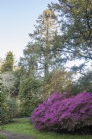 Victorian arboretum in spring. 

PInk Rhododendron 'Amoenum', an old Japanese hybrid which typically grows wider than high. 

Champion tree Picea Smithiana syn. Morinda spruce, Himalayan spruce, with the longest leaves of any spruce.