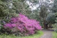 View along path in Victorian arboretum past pInk Rhododendron 'Amoenum' to UK Champion Chamaecyparis pisifera 'Plumosa' syn. Sawara cypress.