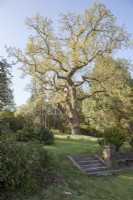 Veteran Quercus robur syn. English oak, pedunculate oak in spring, growing in ancient woodland which was subsequently absorbed into the surrounding, mid-Victorian arboretum. Spring

Grass terraces with stone steps and seating.  

