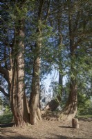 Thuja plicata - western red cedar - May. 

This multi-stemmed tree was planted in 1863.  Gelli Aur/Golden Grove arboretum 