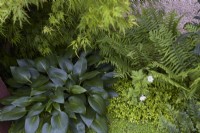 Acer, Hosta, ferns and Soleirolia soleirolii foliage interest. Summer. May. Shady border.