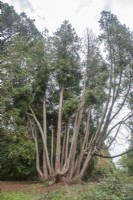 Thujopsis dolabrata variegata - variegated hiba. Champion tree. With 30 stems, described as 'a grove'. 
