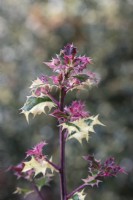 Ilex aquifolium 'Variegata' - Variegated holly