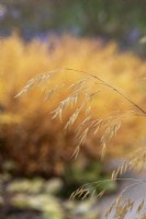 Stipa gigantea - Golden oats in autumn
