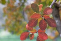 Cotinus 'Flame' - Smoke tree foliage in autumn
