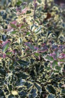 Ilex aquifolium 'Variegata' - Variegated holly