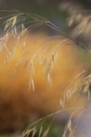 Stipa gigantea - Golden oats in autumn 