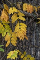 Wisteria floribunda George F Wilson - Wisteria foliage in autumn