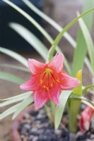 Cyrtanthus sanguineus - Kei lily 