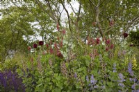 Verbascum, Baptisia, Nepeta, Salvia and deep purple poppies in deep densely planted border. May. Summer.
