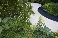 The Place2Be Securing Tomorrow Garden. Dseigner: Jamie Butterworth. Pale modern pathway sweeping through garden with shallow 'stream' water feature running beside it. Bold woodland planting with foliage texture an important part of the design. RHS Chelsea Flower Show 2022. Gold Medal.