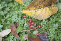 Fallen berries of Cotoneaster frigidus syn. Pyrus frigida, tree cotoneaster, Himalyan tree Cotoneaster in woodland garden in autumn. October. Autumn leaves.