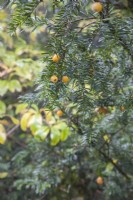 Taxus baccata 'Fructo Luteo' -Taxus baccata 'Lutea' - yellow-berried yew - October.  
