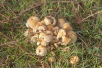 Armillaria mellea - honey fungus - October