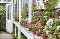 Victorian glasshouse in summer with shelves of potted Pelargoniums