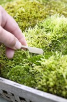 Tending a tray moss garden using a bamboo spatula