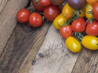 Multi coloured tomato harvest in box