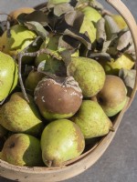 Pear harvest - showing Monilinia fructicola fungus infection - brown rot