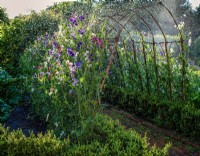 The Sweet Pea Tunnel in the Kitchen Garden makes a wonderfully scented walkway in summer, June, 2022.