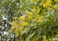 Koelreuteria paniculata, summer July