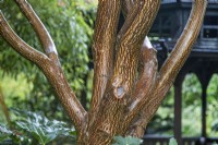 Acer bark in the Japanese inspired Four Seasons Garden, Walsall - October