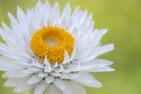 Helichrysum 'White'