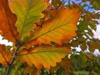 Quercus dentata Carl Ferris Miller in autumn