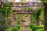 Wisteria grows on the Rose Pergola in late spring, May, 2022.
