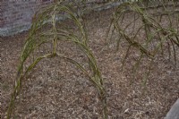 Willow plant supports