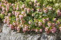 Origanum rotundifolium Kent Beauty, summer July